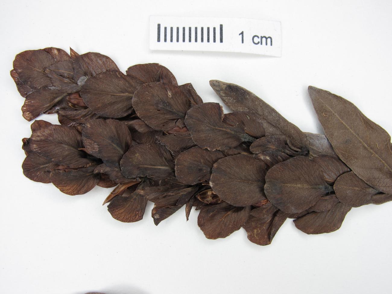 Justicia pycnophylla image