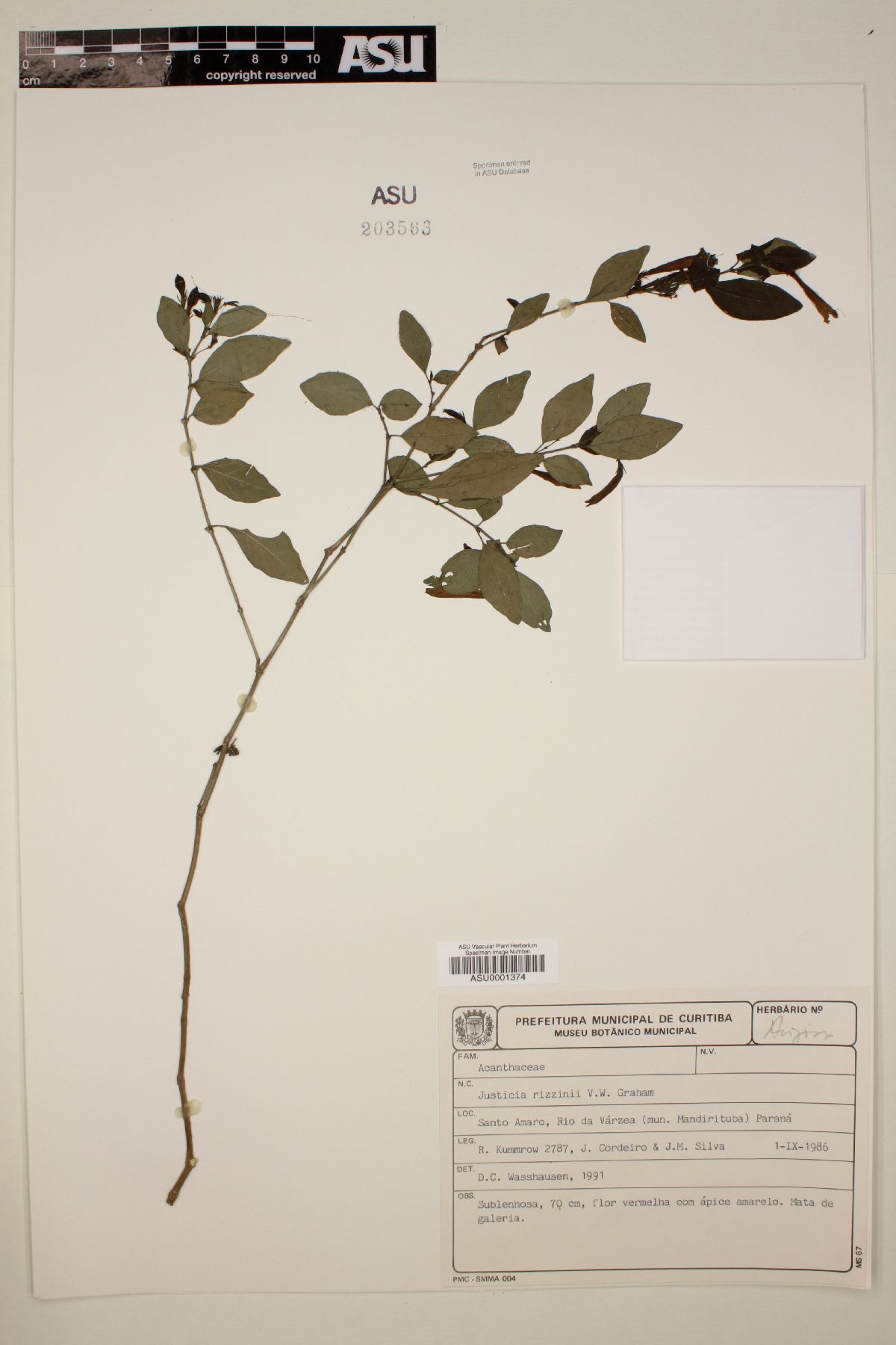 Justicia rizzinii image