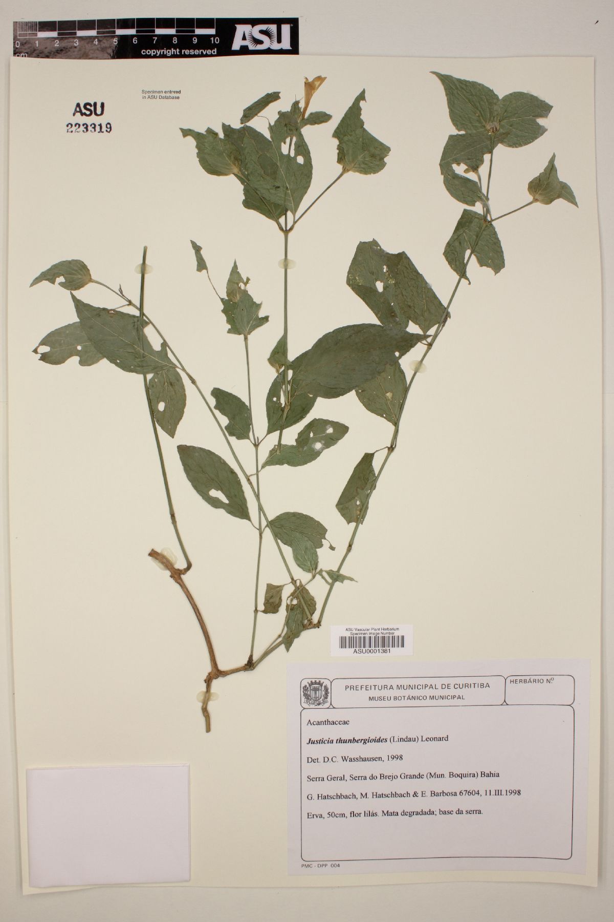 Justicia thunbergioides image