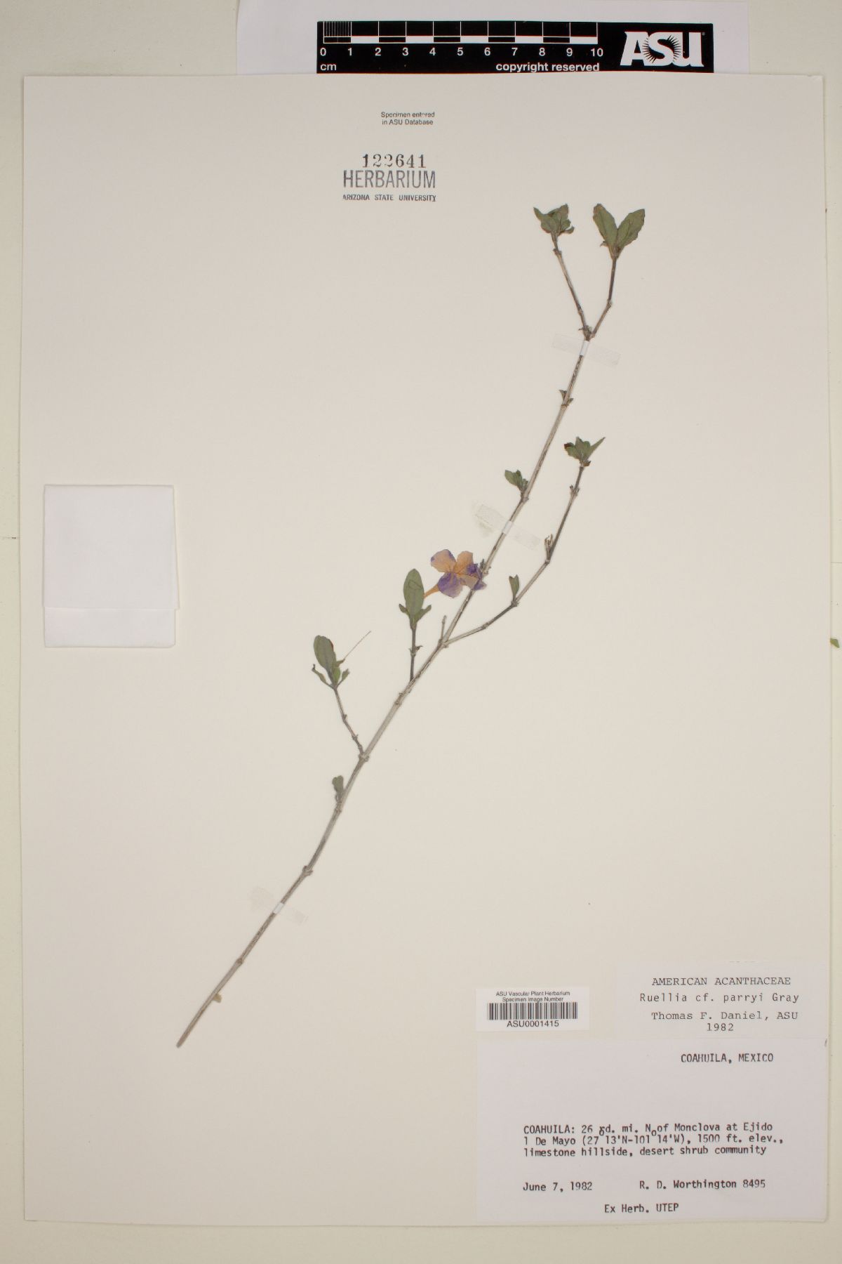 Ruellia parryi image