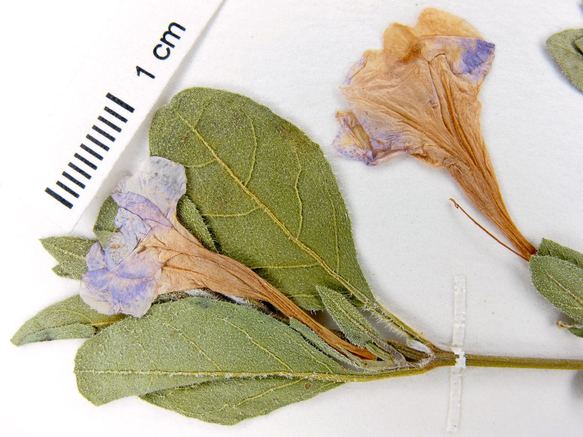 Ruellia parryi image