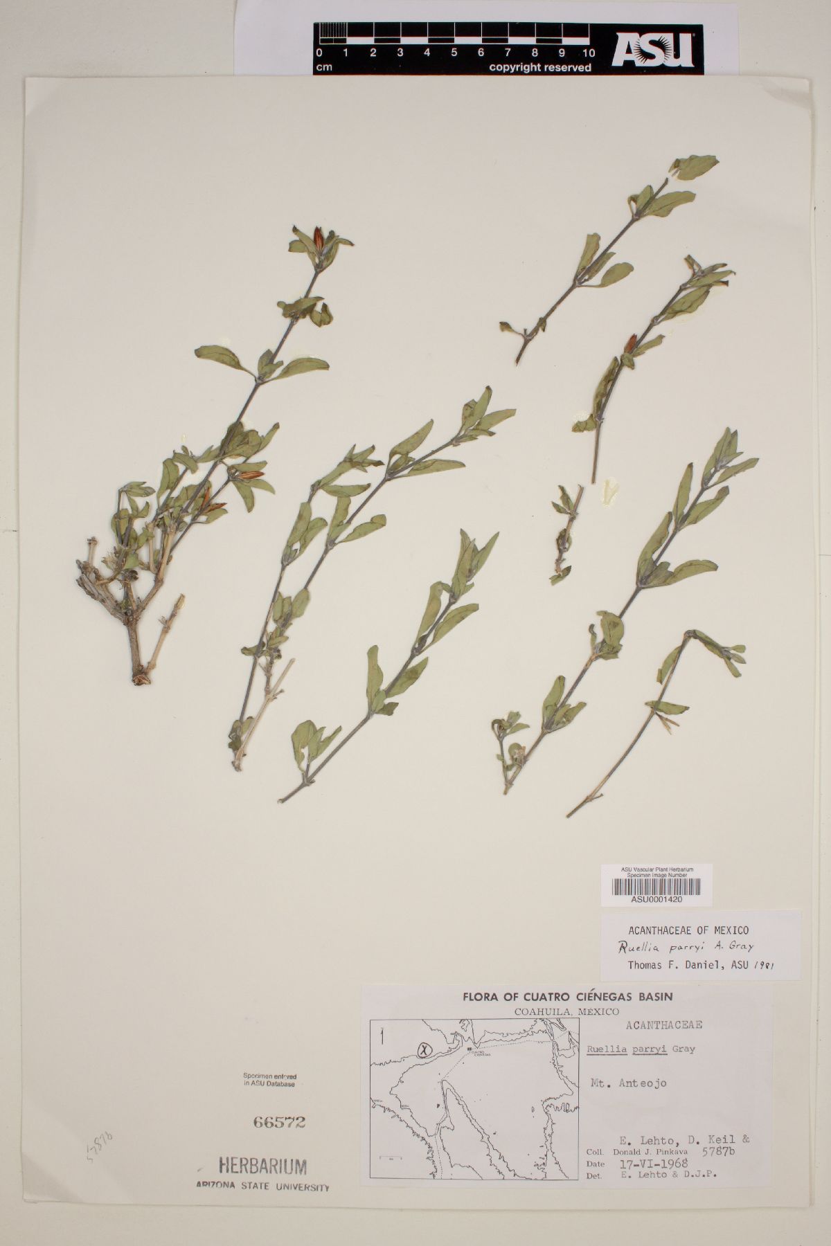 Ruellia parryi image