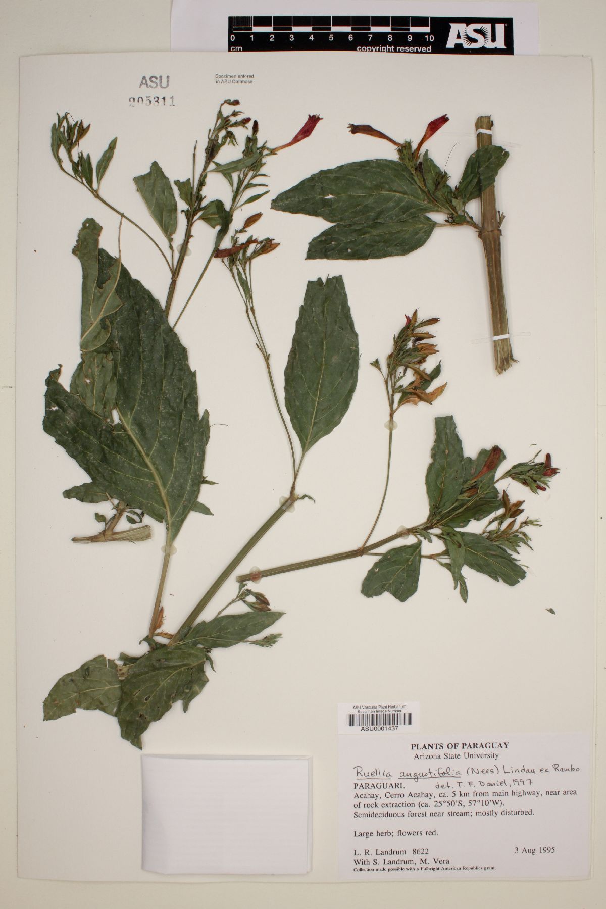 Ruellia angustifolia image