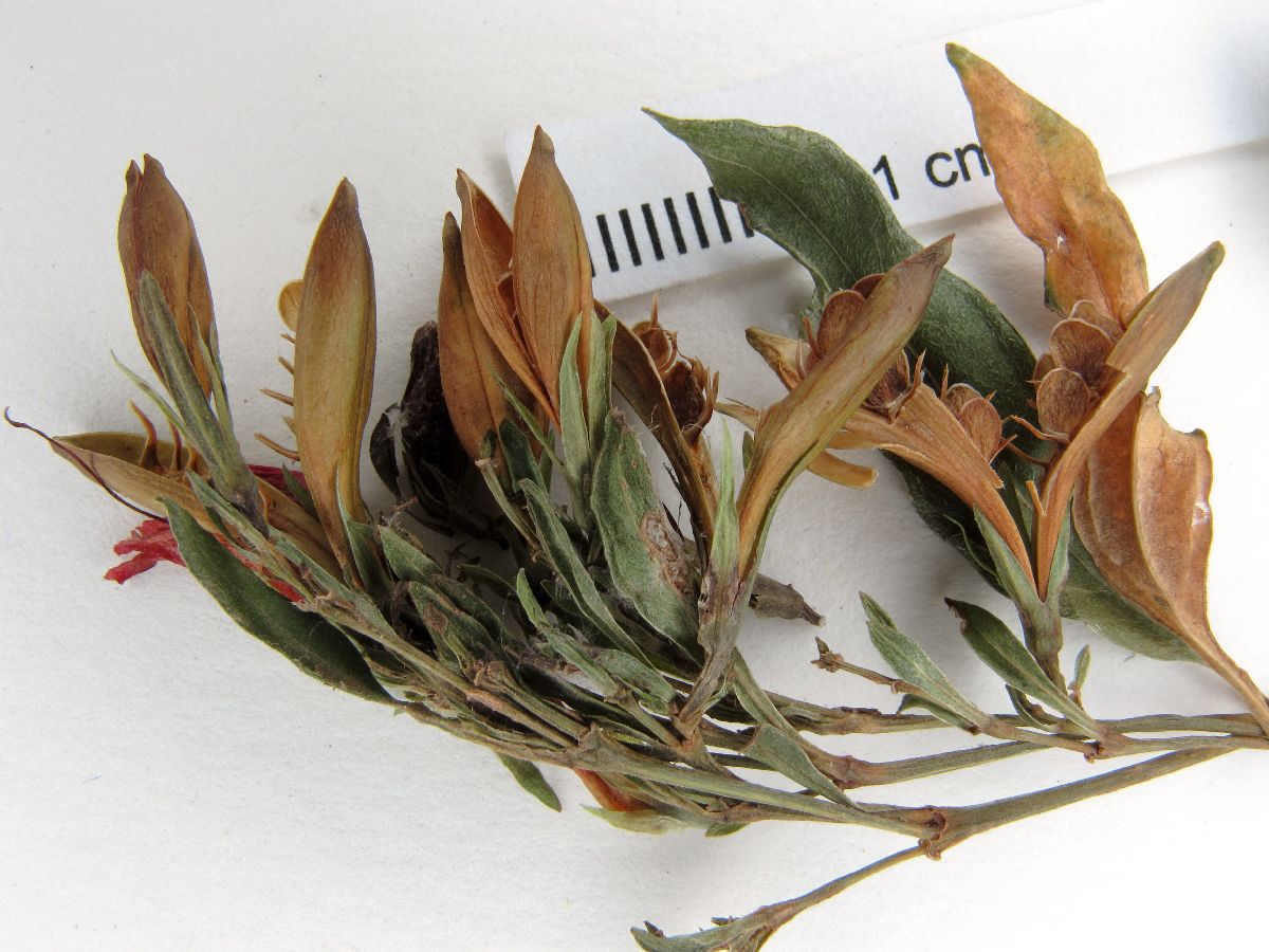 Ruellia angustifolia image