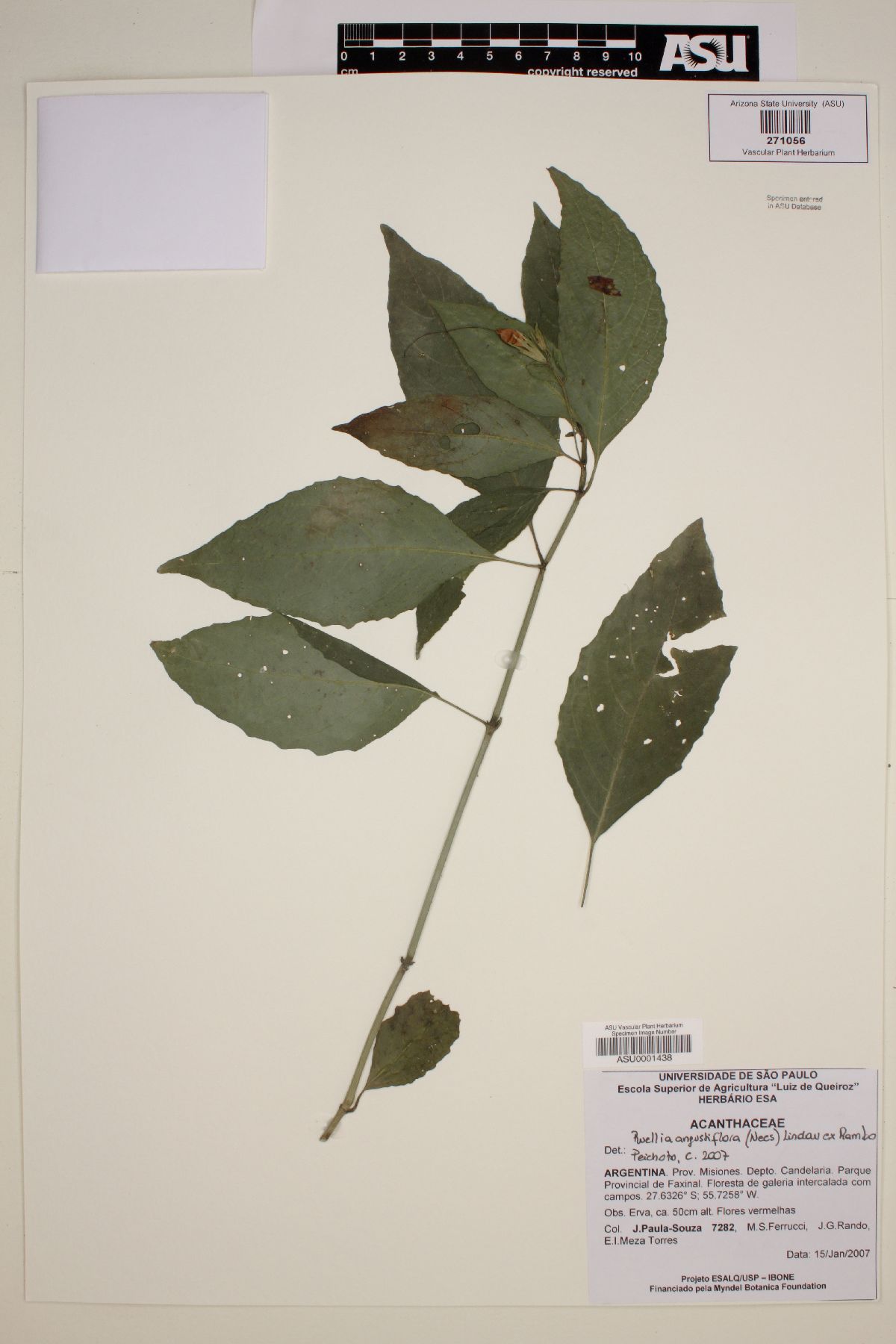 Ruellia angustiflora image
