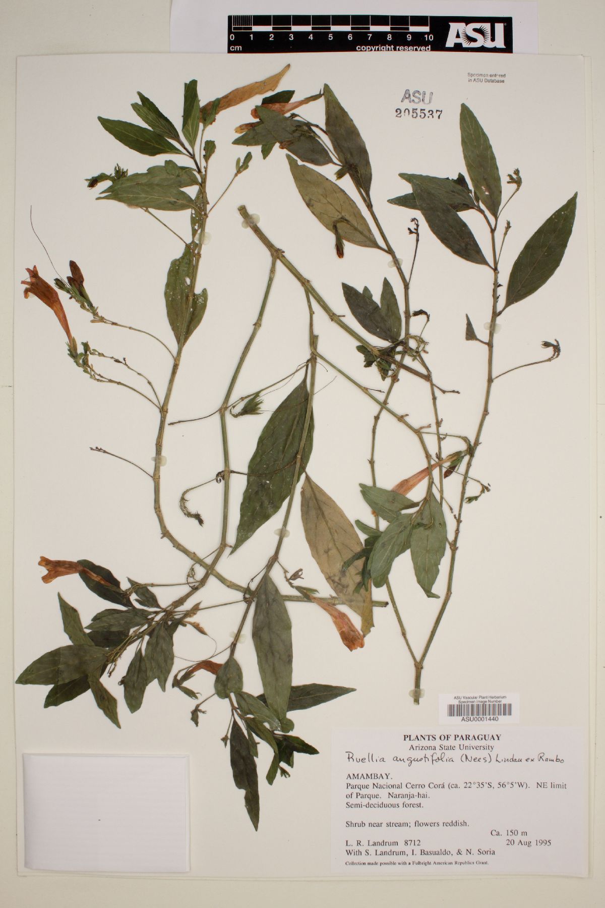 Ruellia angustifolia image