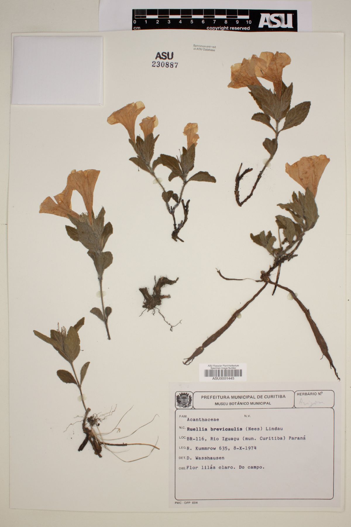 Ruellia brevicaulis image