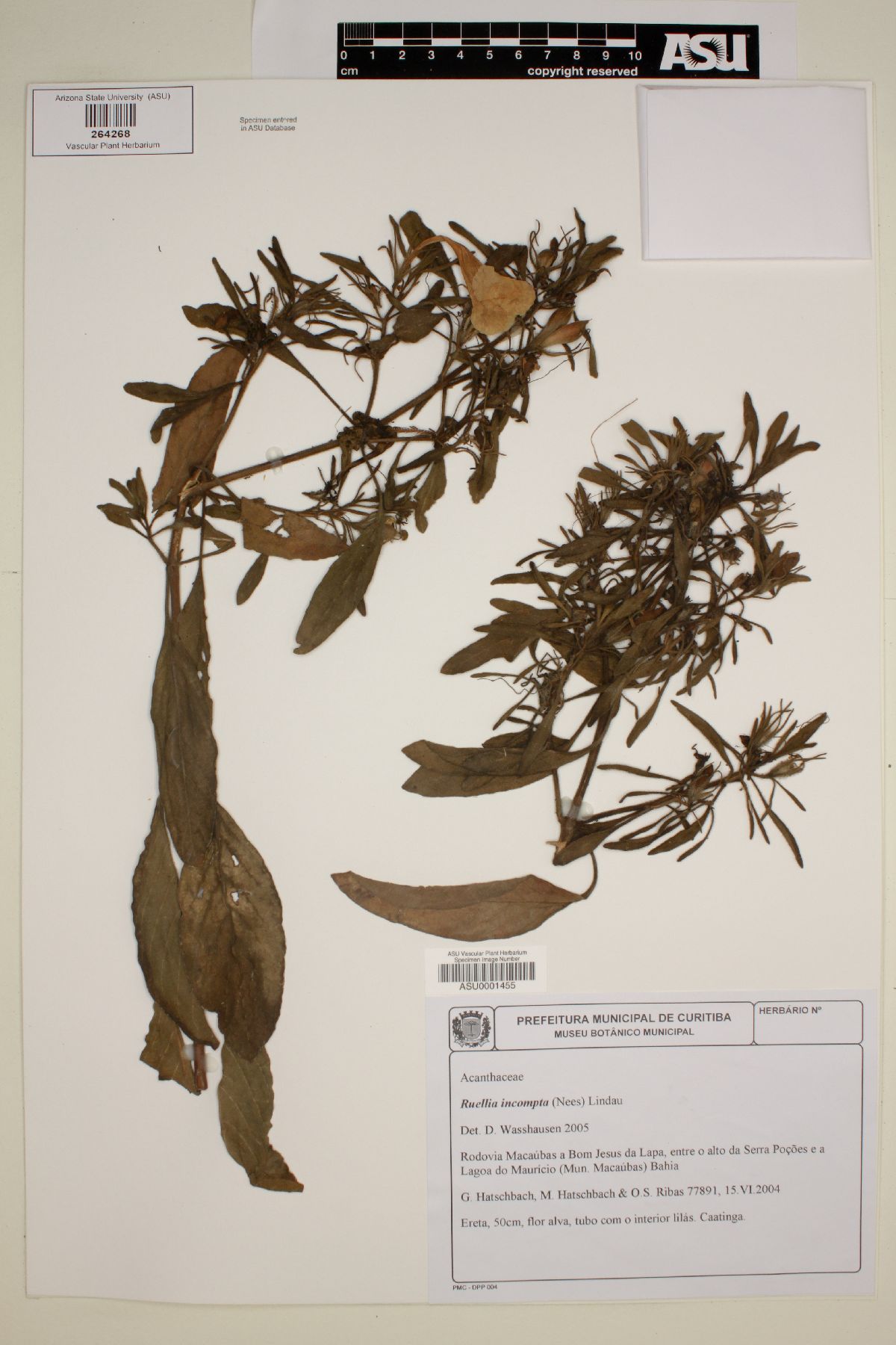 Ruellia incompta image