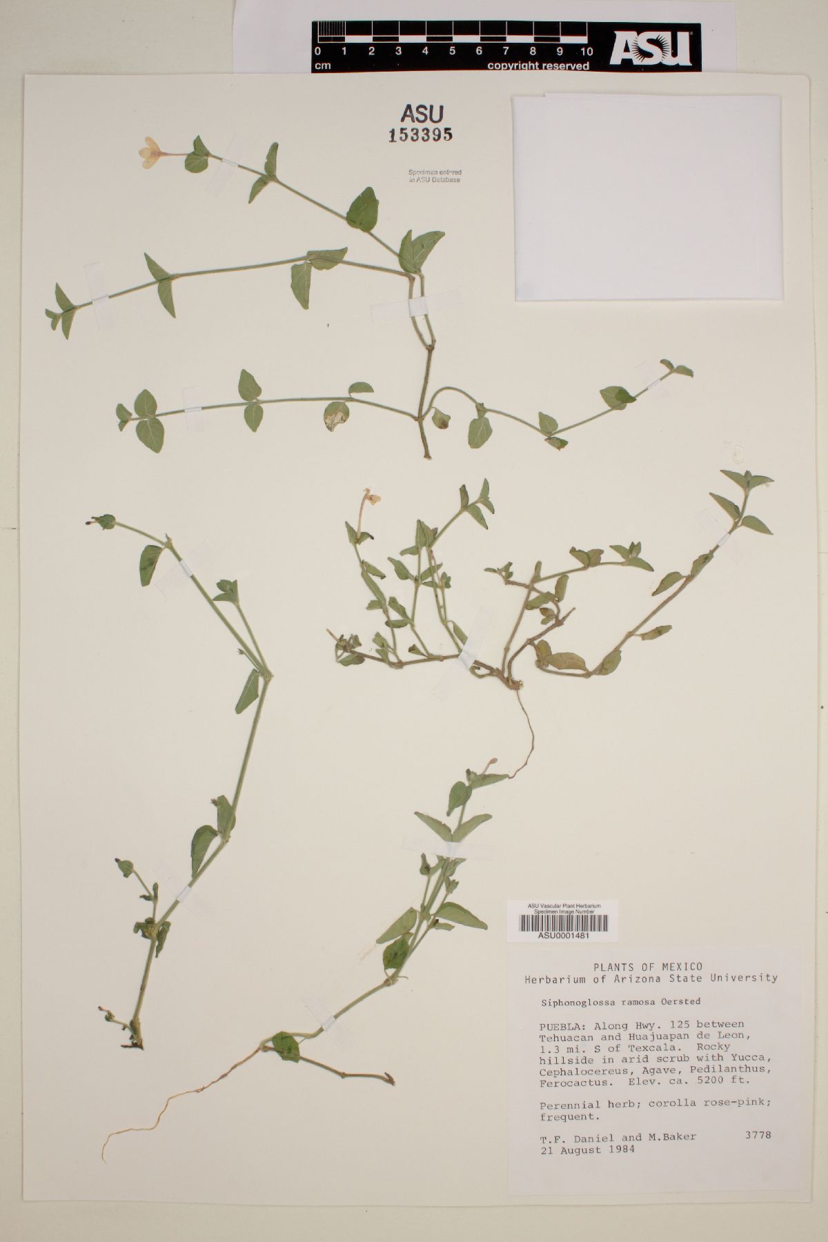 Siphonoglossa ramosa image