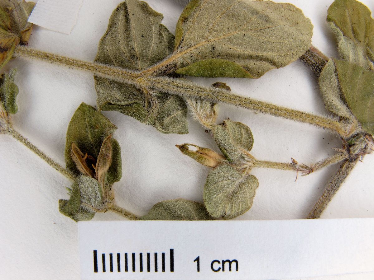 Siphonoglossa ramosa image