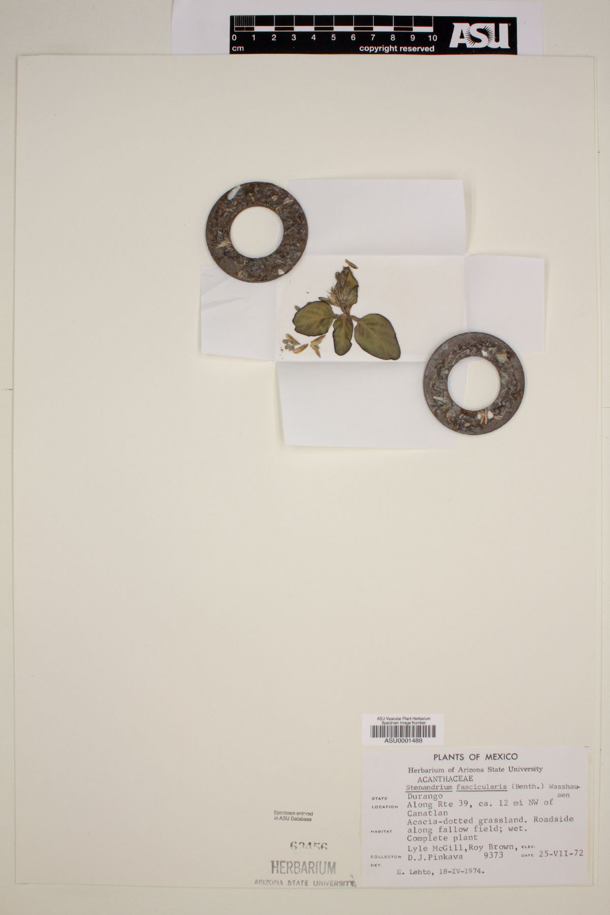 Stenandrium fasciculare image