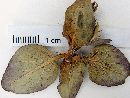 Stenandrium fasciculare image