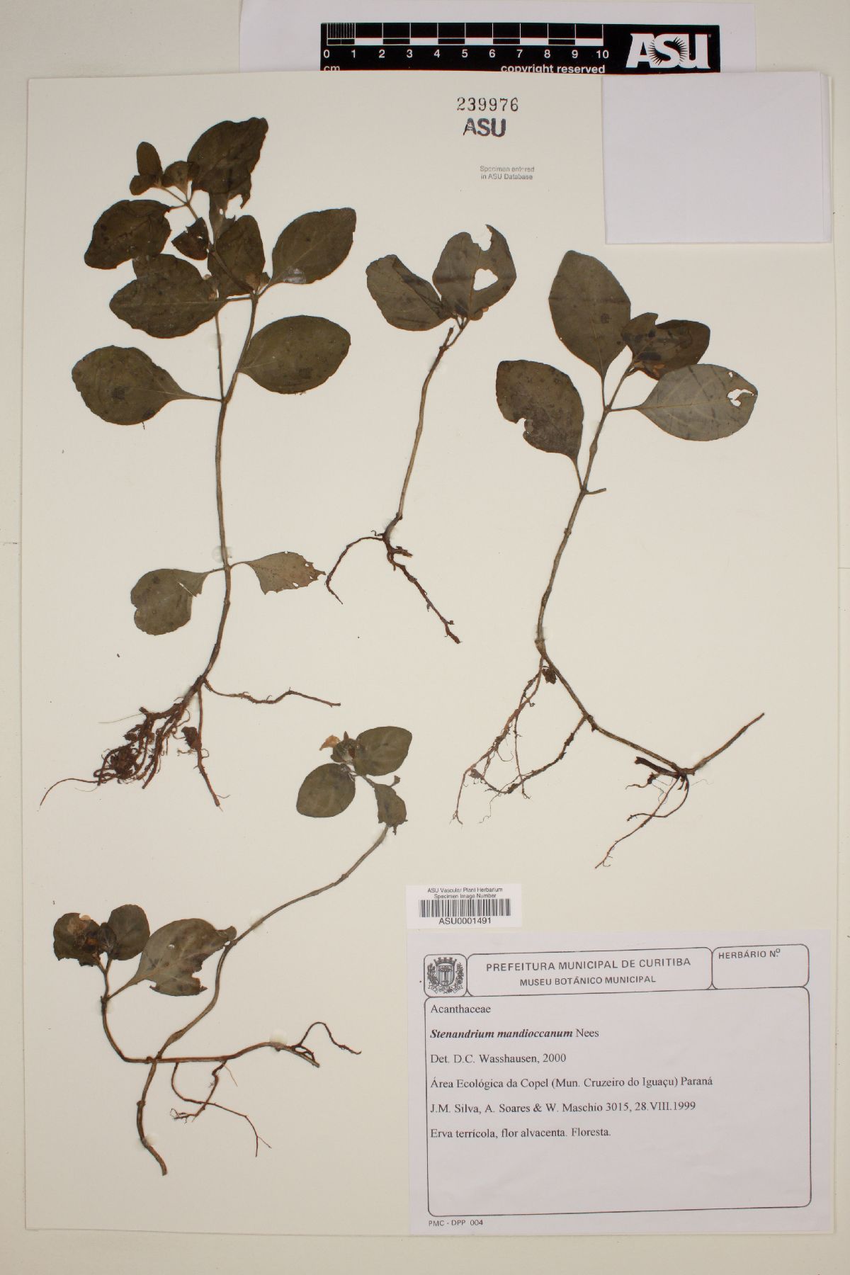 Stenandrium mandioccanum image