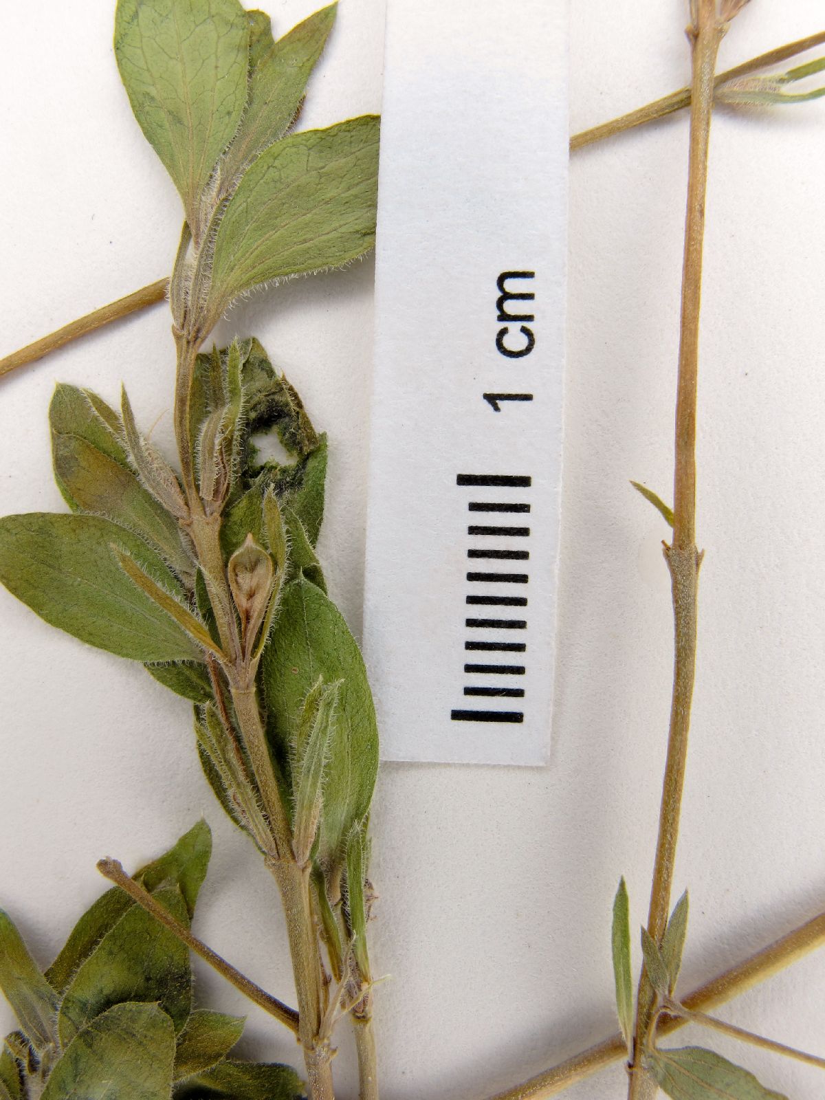 Tetramerium fruticosum image