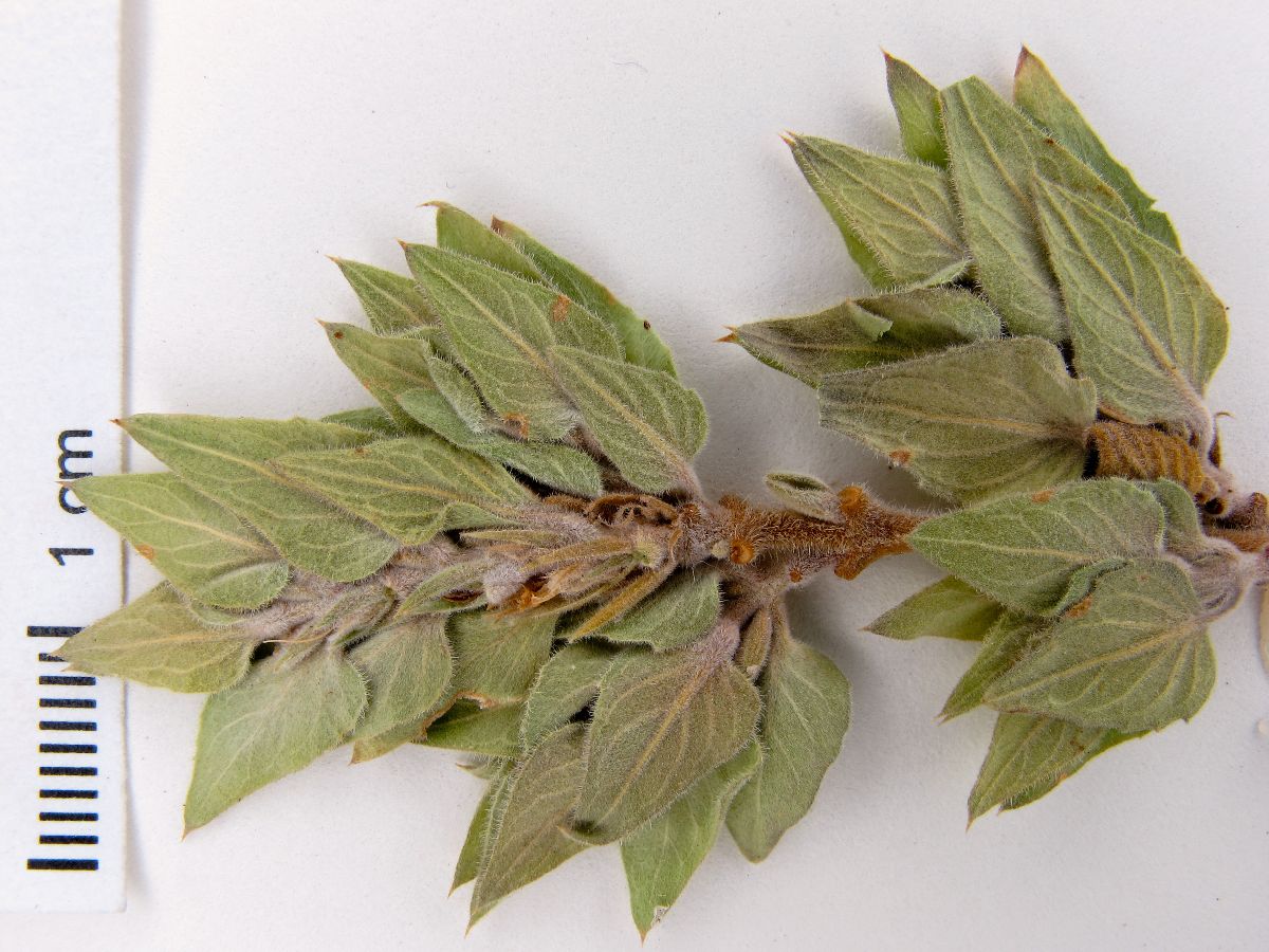 Tetramerium oaxacanum image