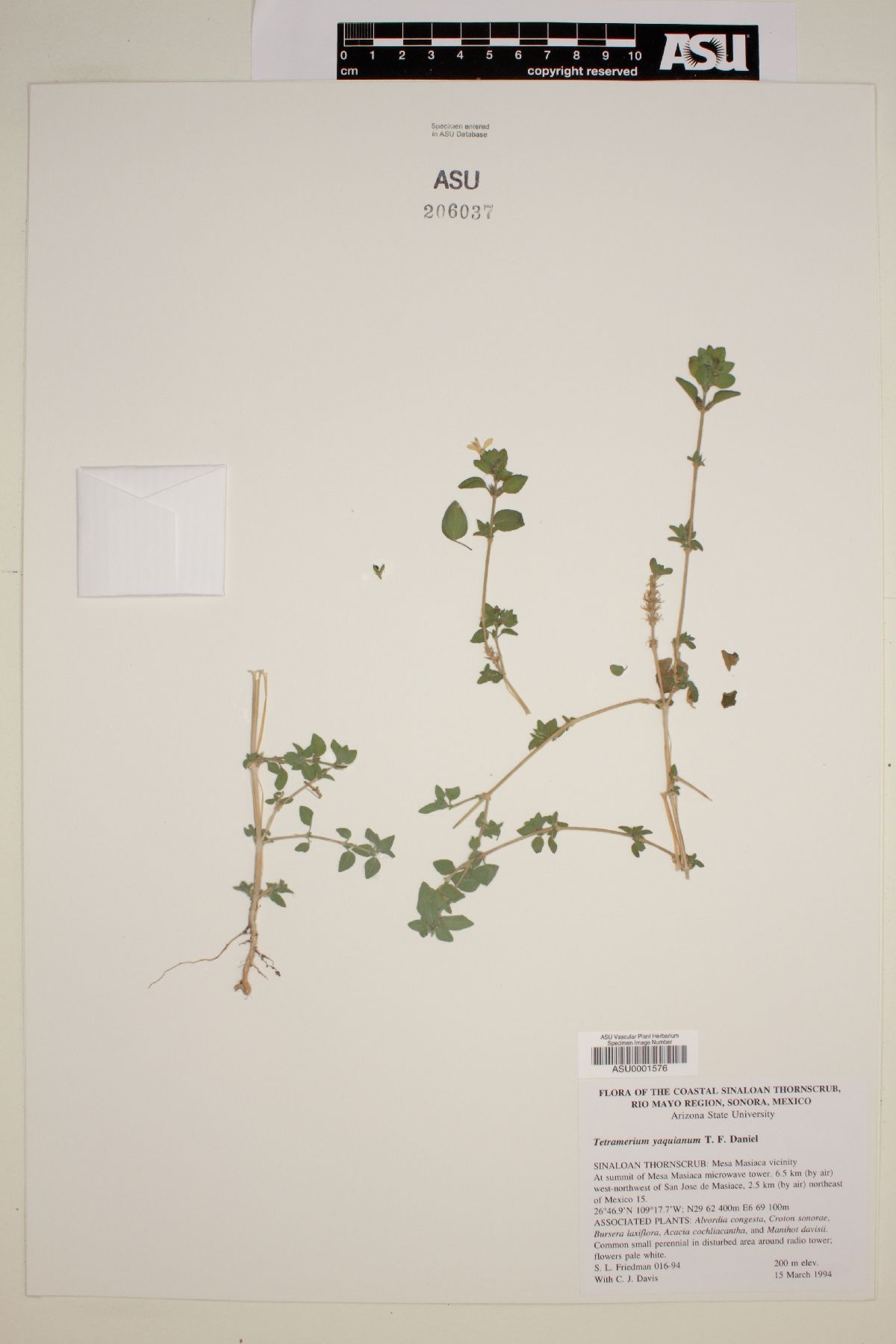 Tetramerium yaquianum image