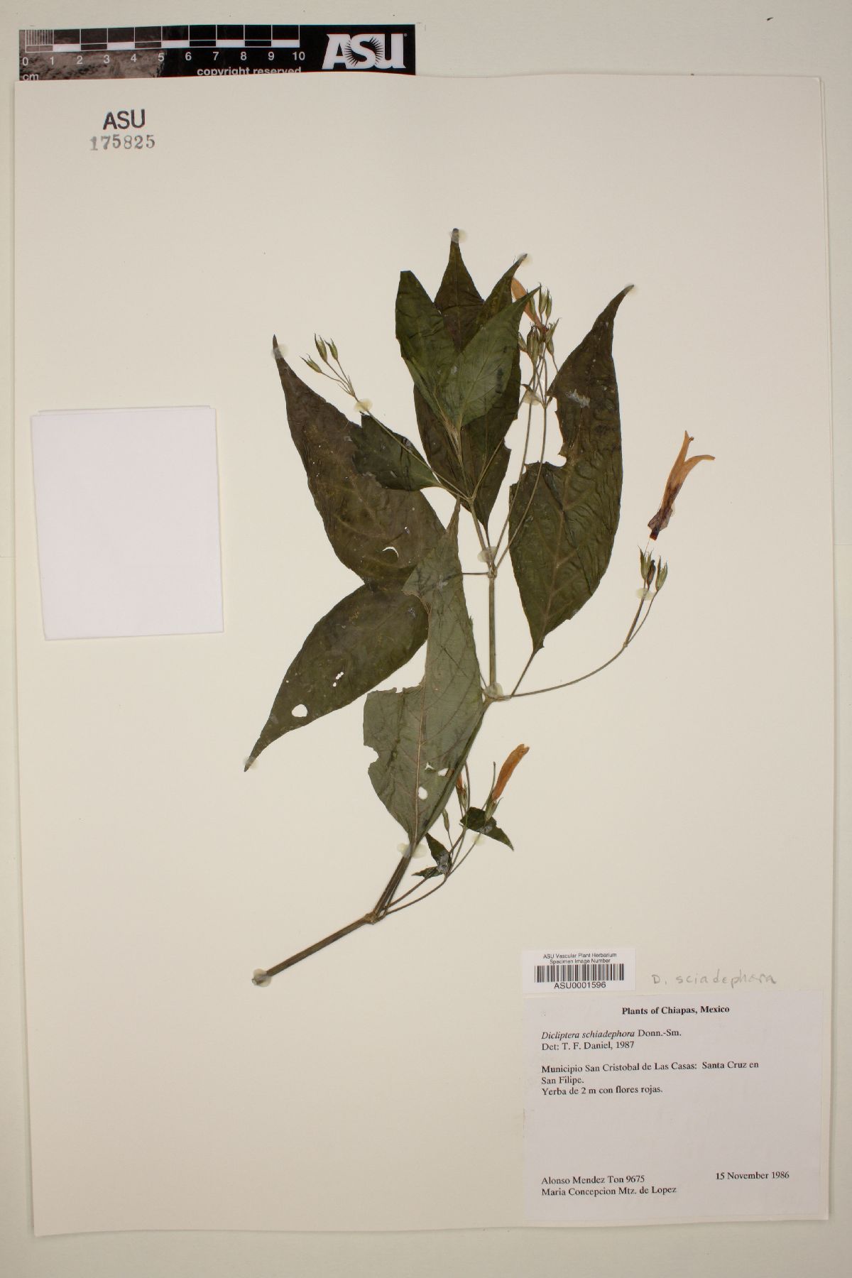 Dicliptera sciadephora image