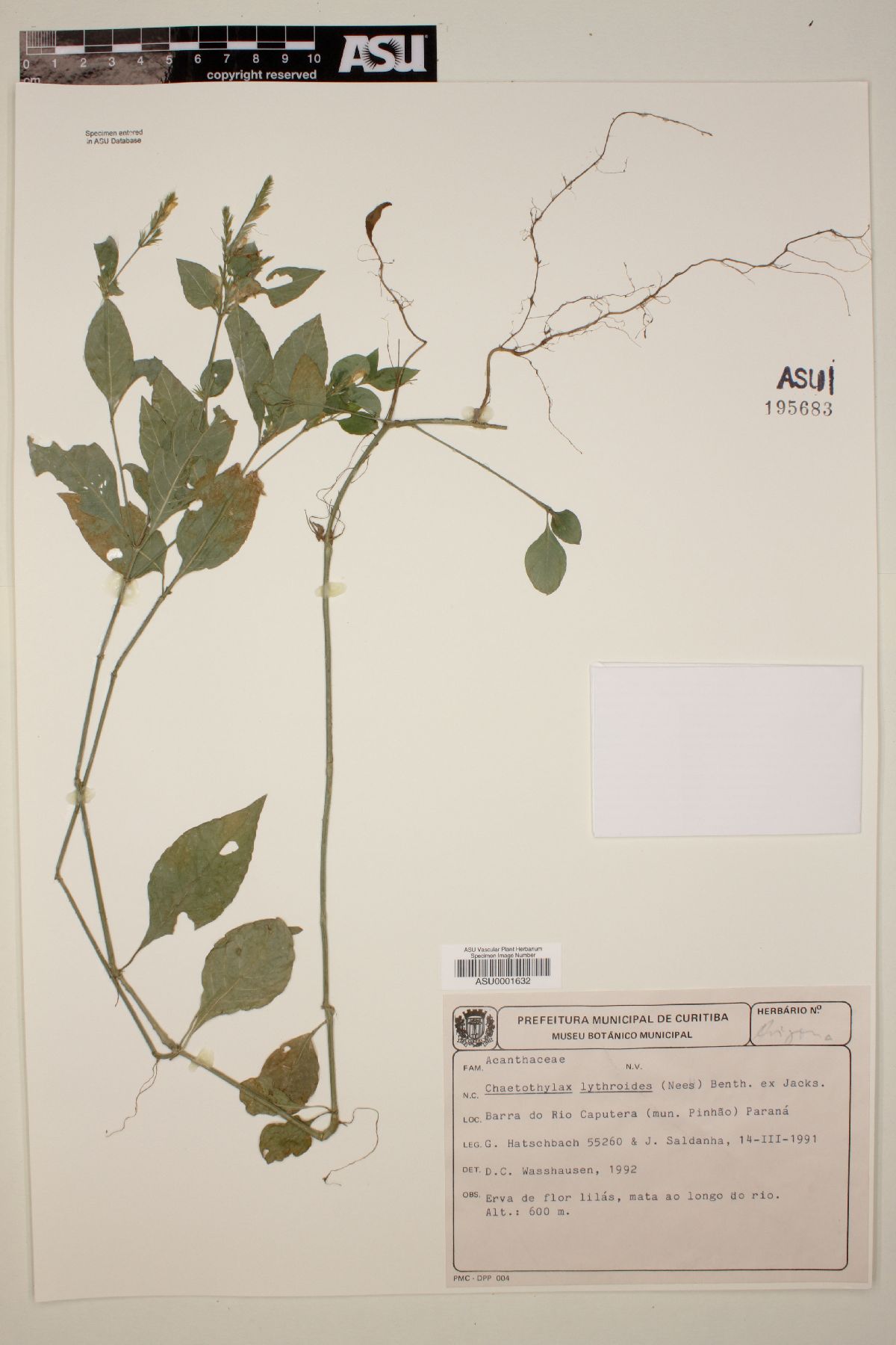 Chaetothylax lythroides image