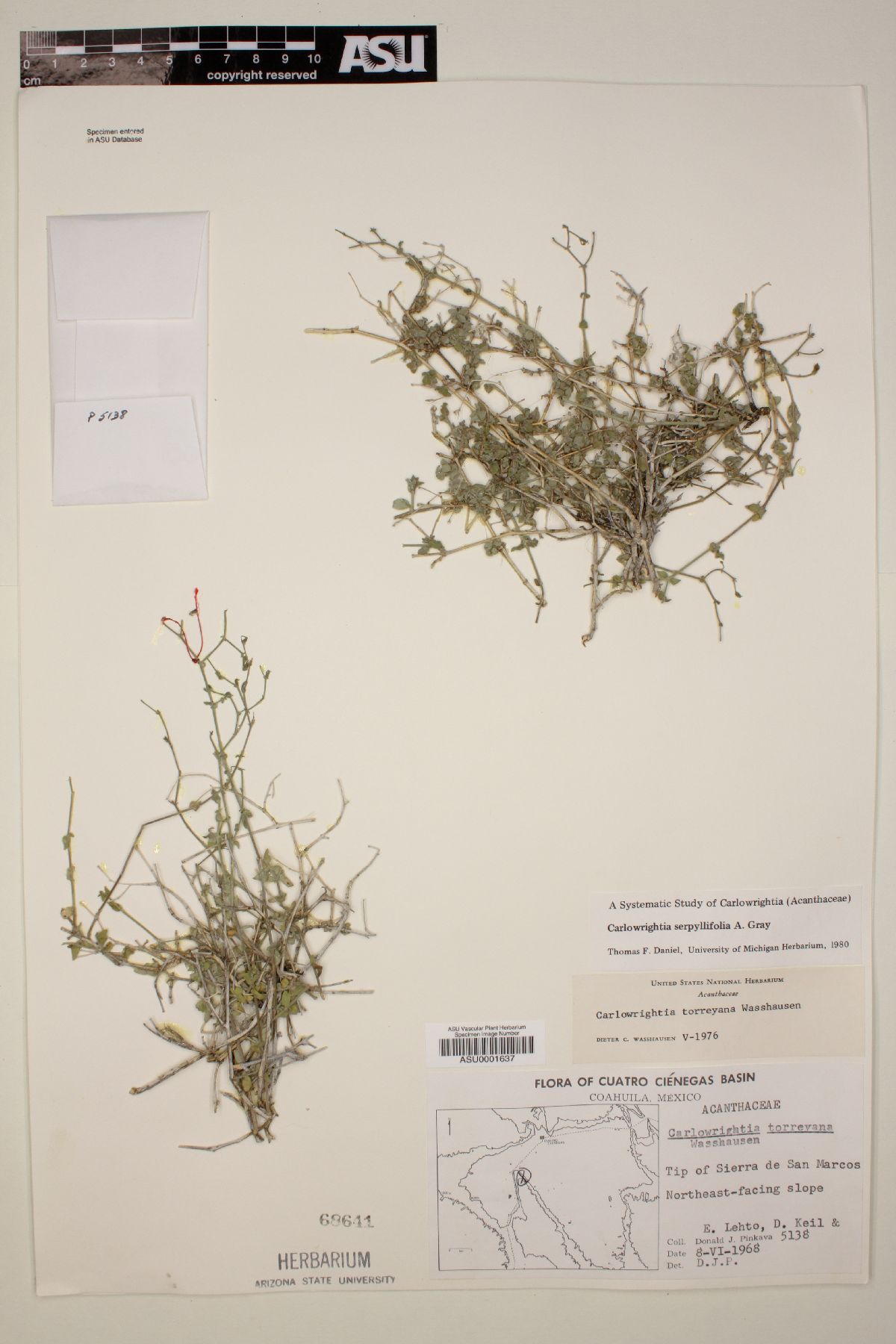 Carlowrightia serpyllifolia image