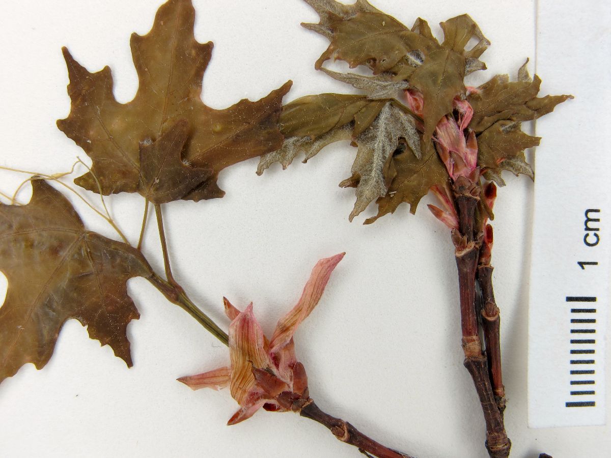Acer grandidentatum var. sinuosum image