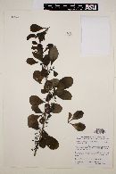 Achatocarpus gracilis image