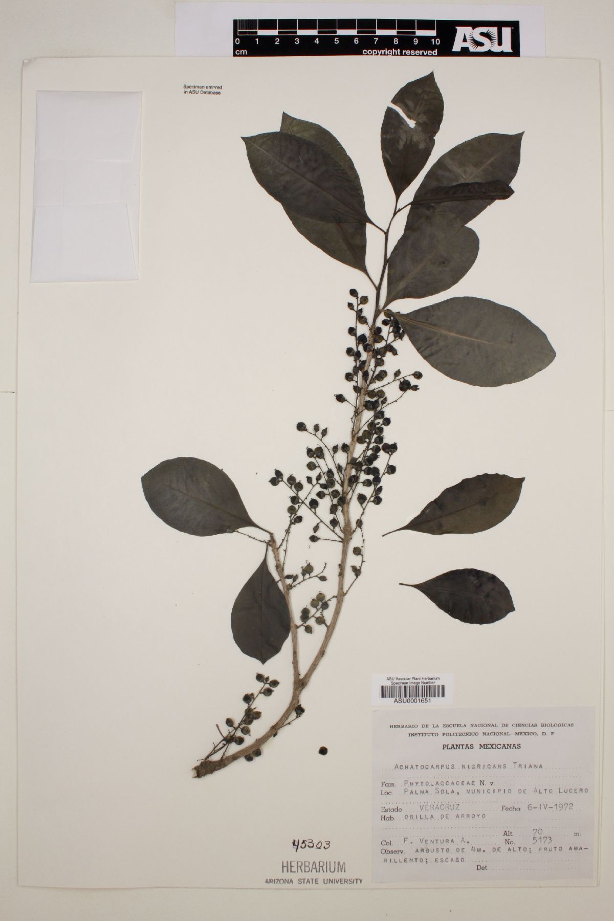 Achatocarpus nigricans image