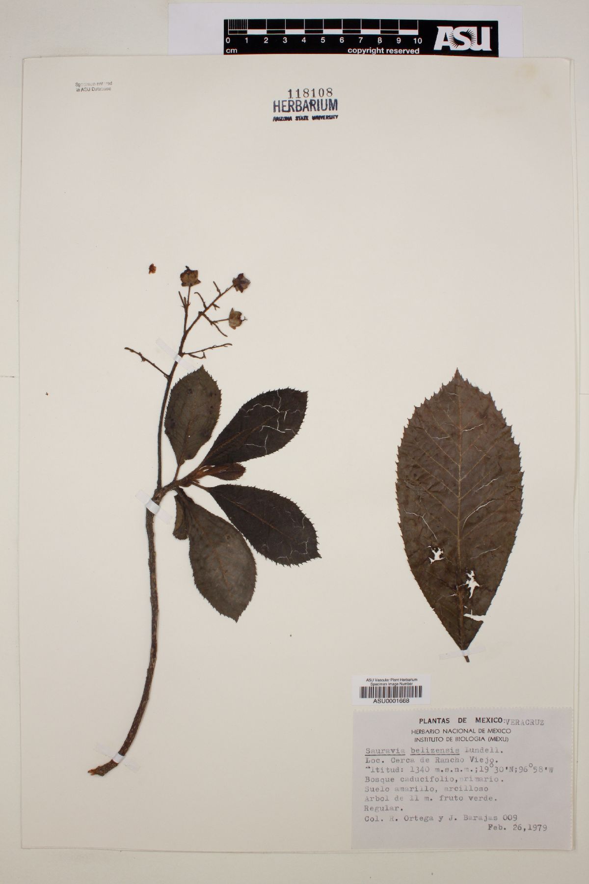 Saurauia belizensis image