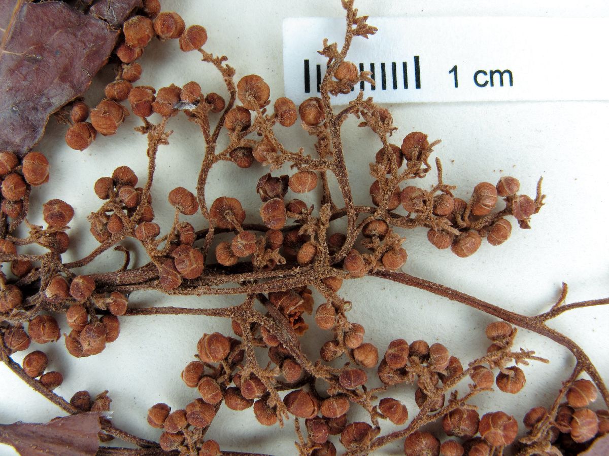 Saurauia belizensis image