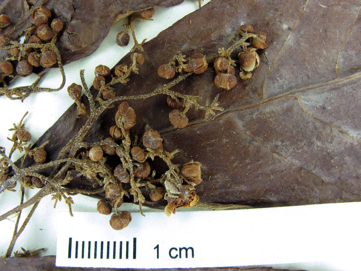 Saurauia belizensis image