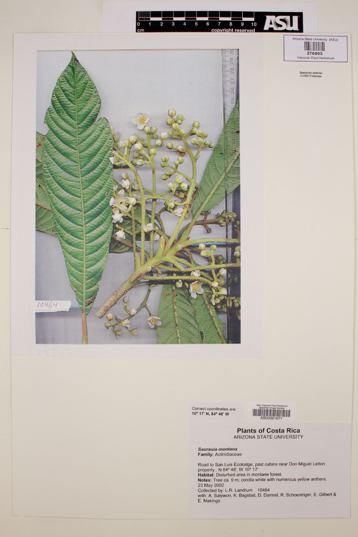Saurauia montana image