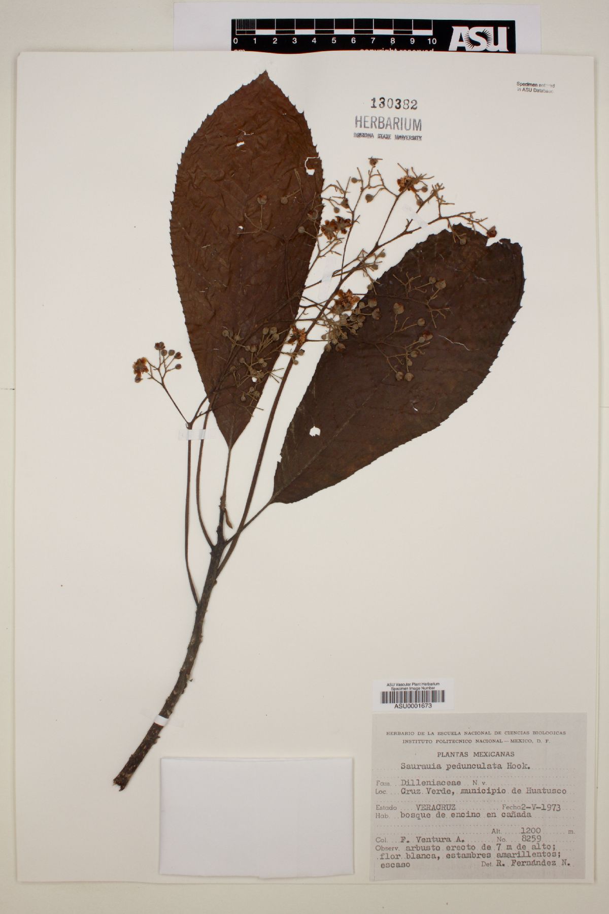 Saurauia pedunculata image