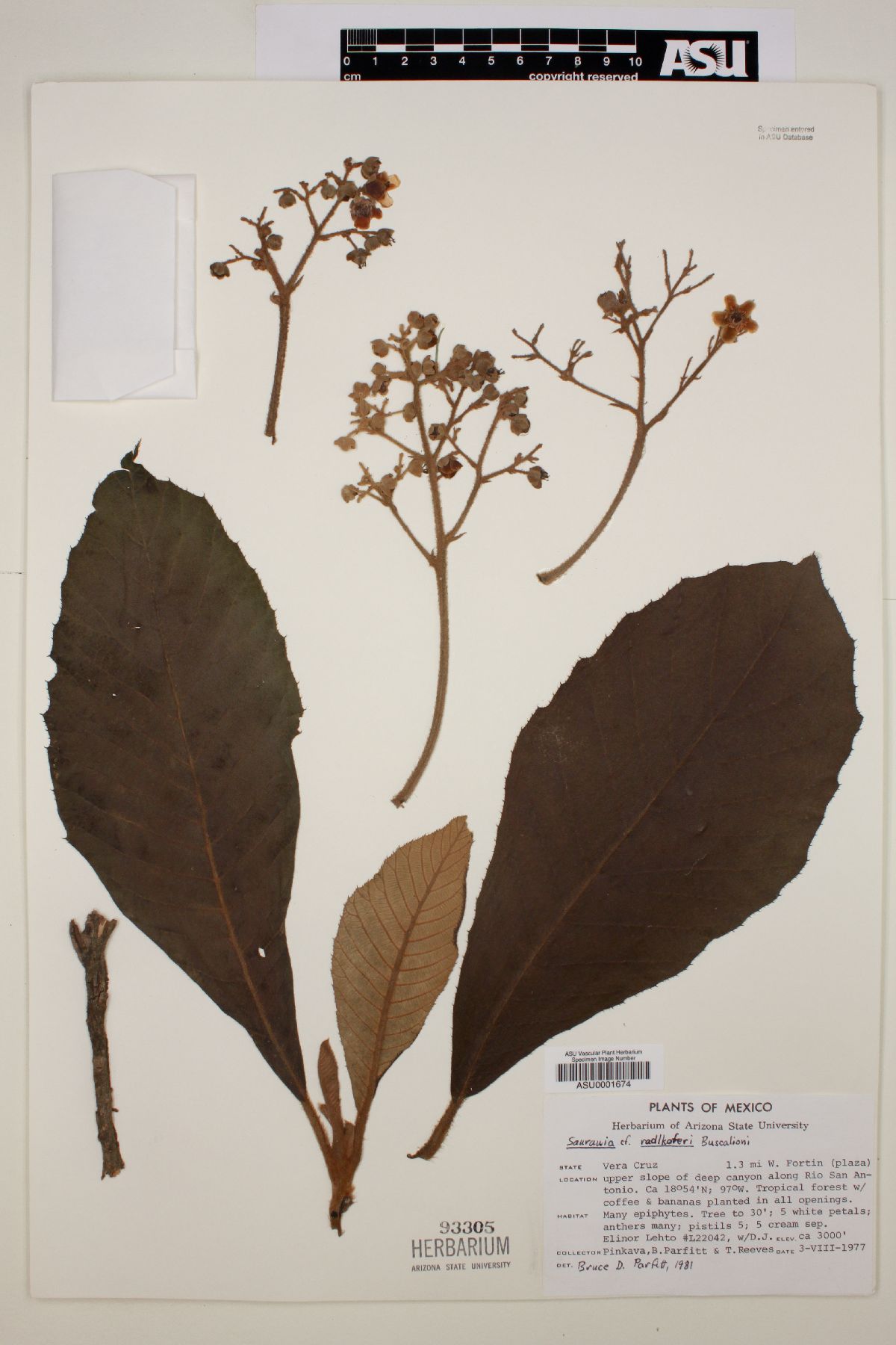 Saurauia radlkoferi image