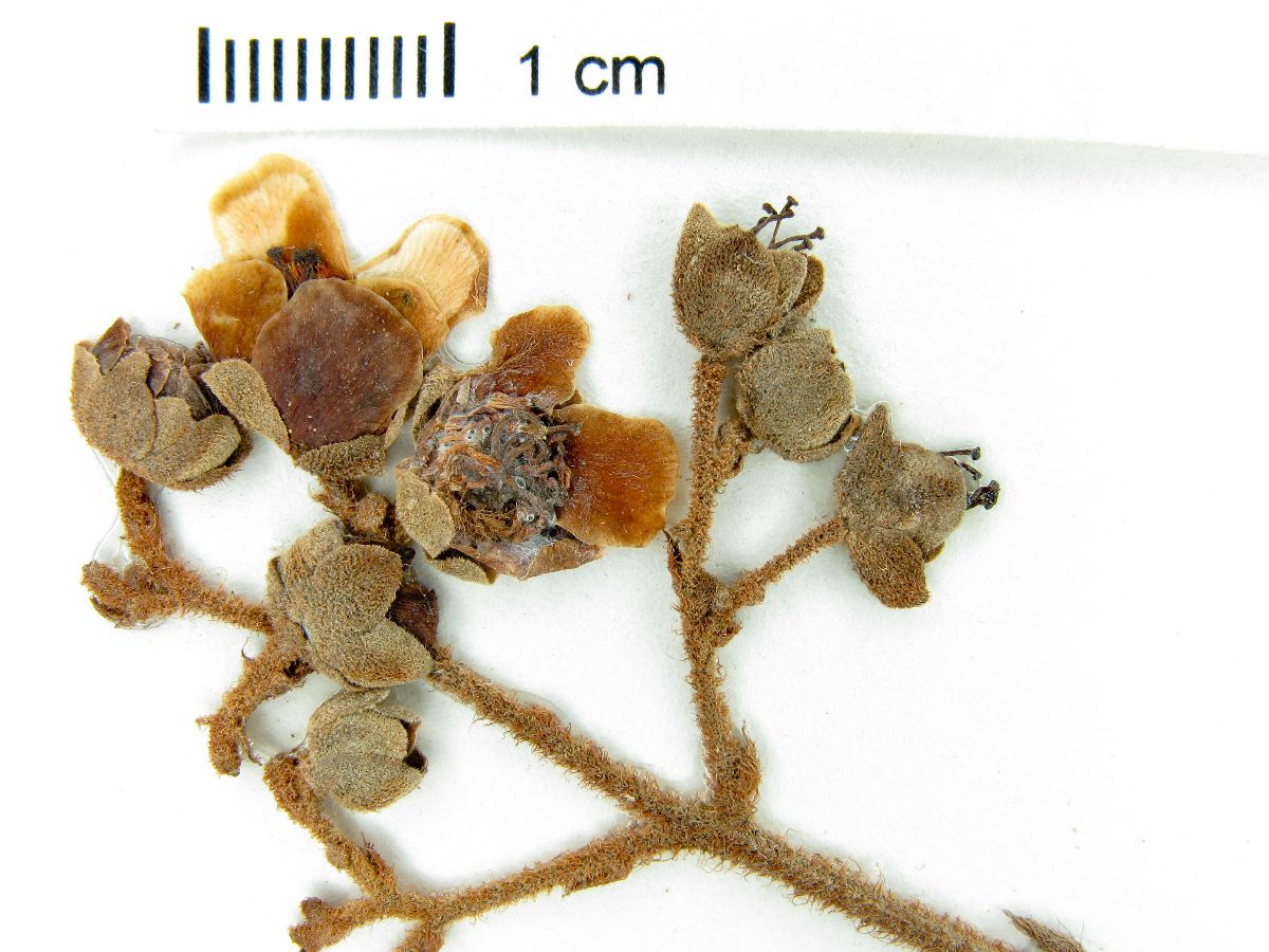 Saurauia radlkoferi image