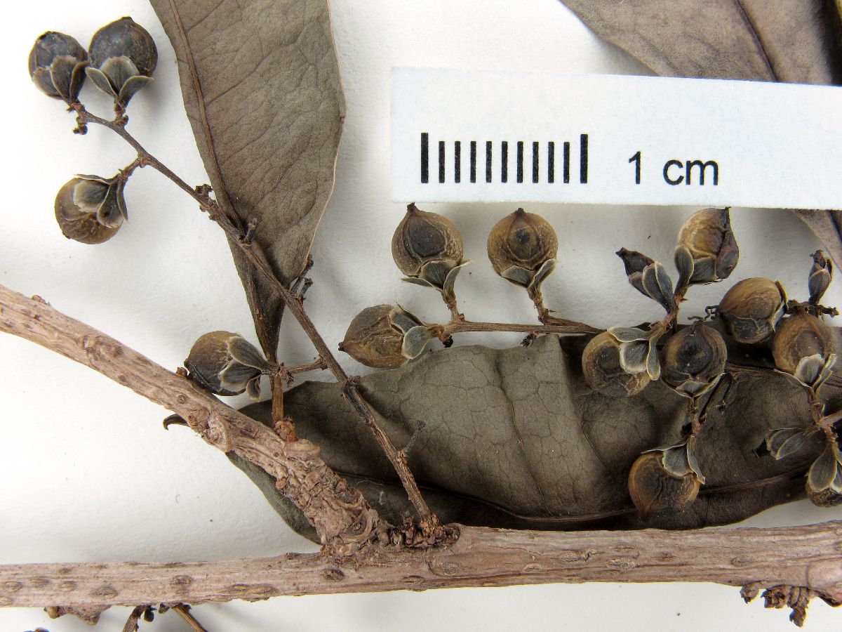 Achatocarpus nigricans image