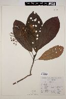 Saurauia serrata image