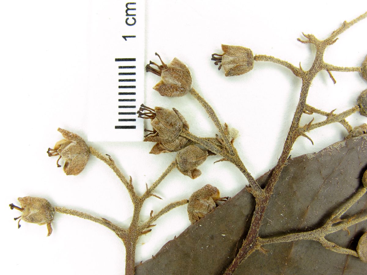 Saurauia serrata image