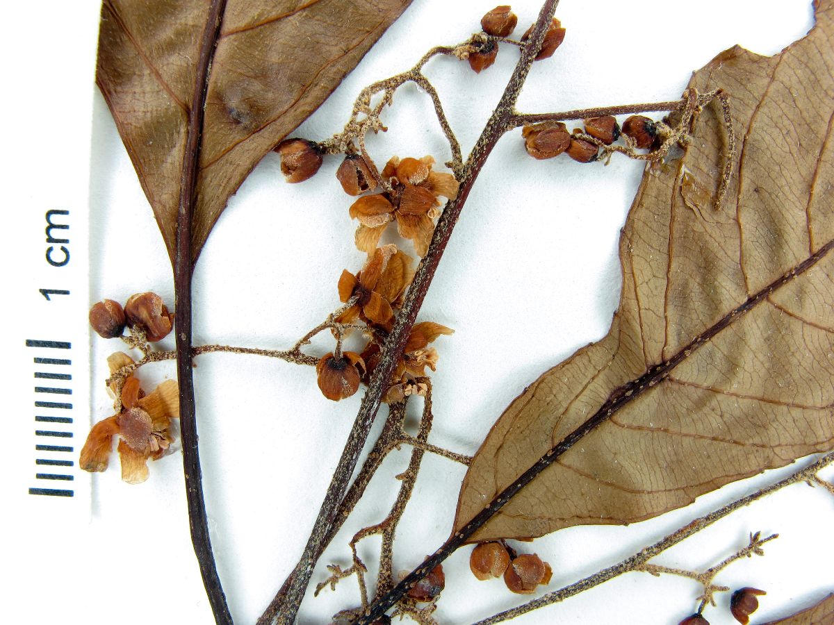 Saurauia yasicae image