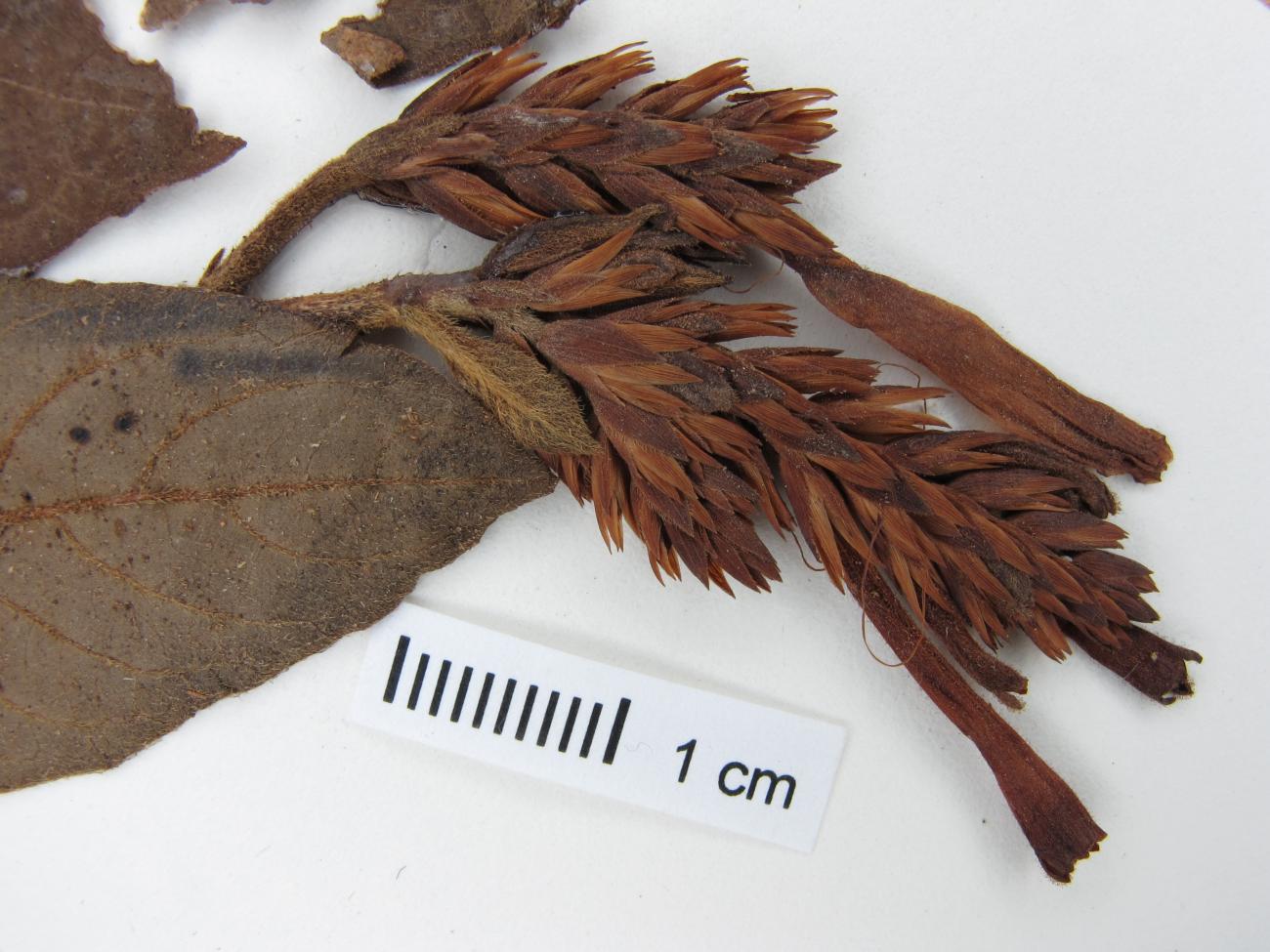Acanthaceae image