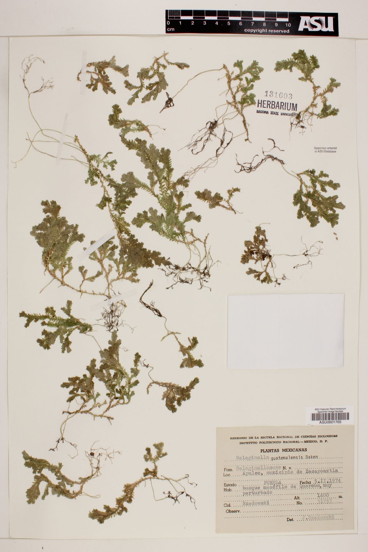 Selaginella guatemalensis image