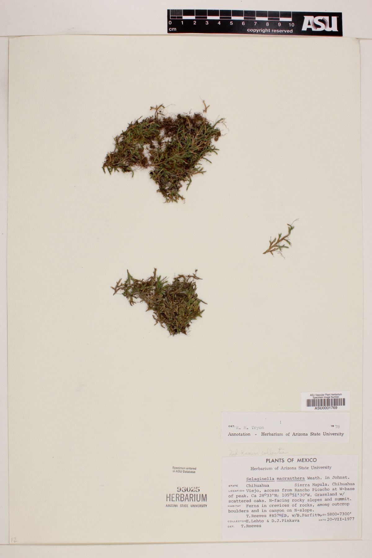 Selaginella macrathera image