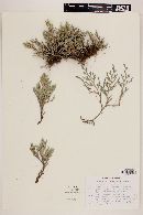 Selaginella rupincola image