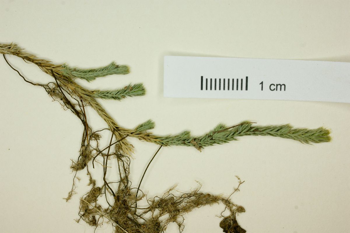 Selaginella sartorii image