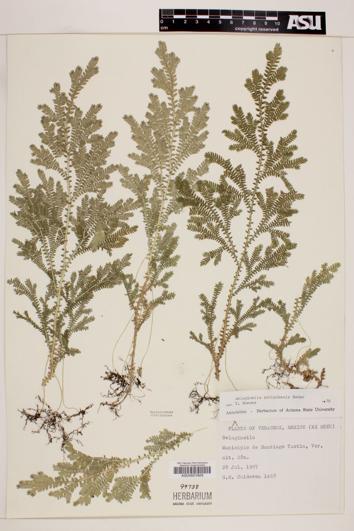Selaginella schizobasis image