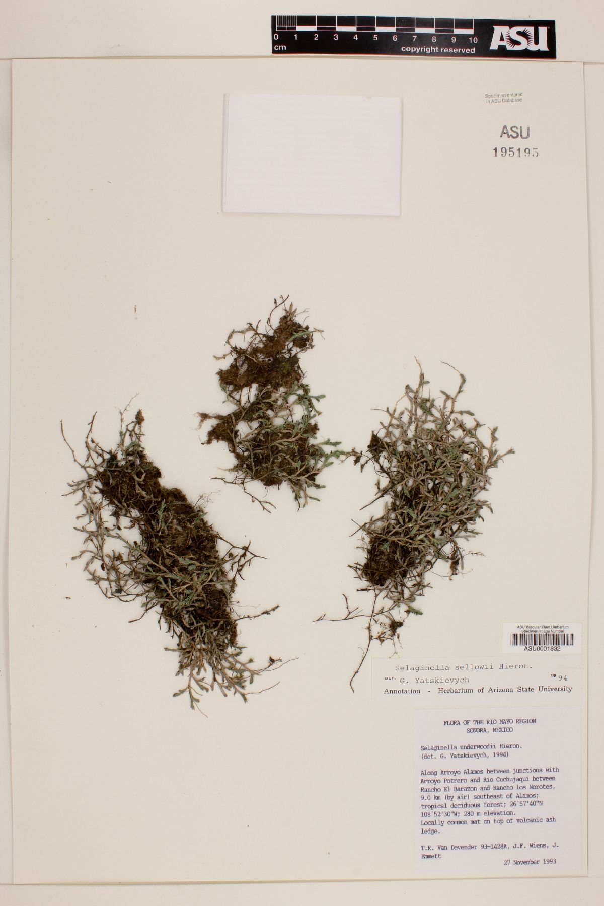 Selaginella sellowii image