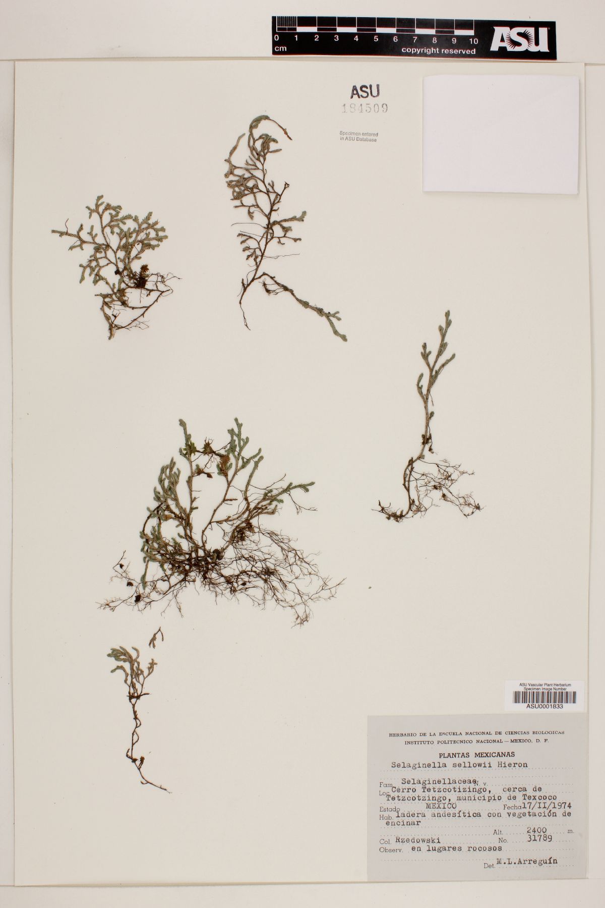 Selaginella sellowii image