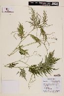 Selaginella willdenowii image