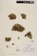 Selaginella wrightii image