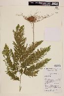 Selaginella anceps image