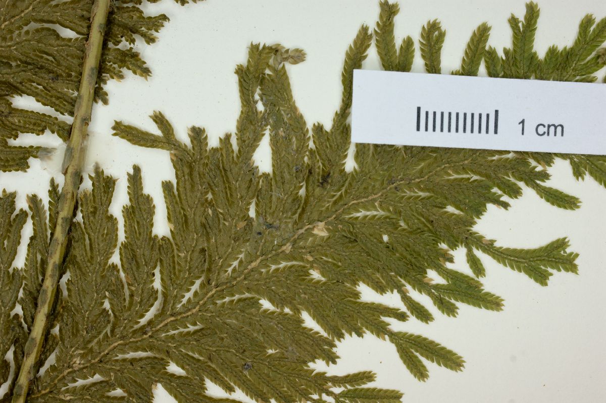 Selaginella anceps image