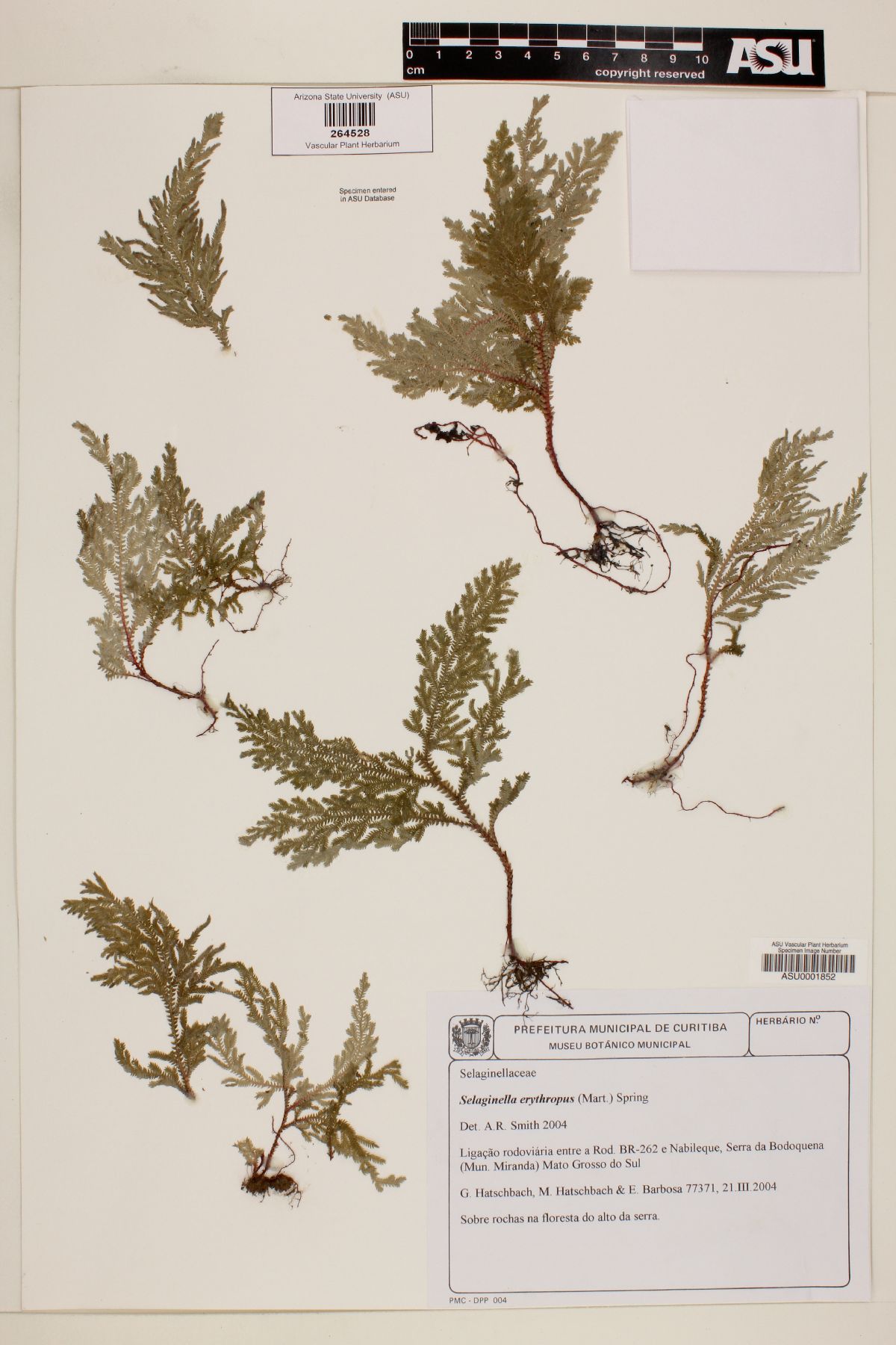 Selaginella erythropus image